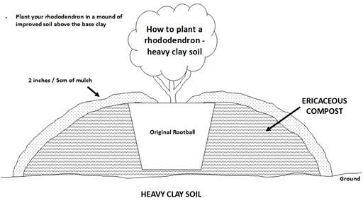 Diagram of how to grow rhododendrons in heavy clay soil